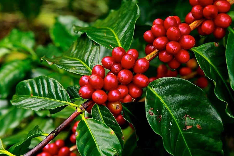 Coffee Plant and Varieties