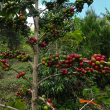 Load image into Gallery viewer, Papua New Guinea - Jiwaka Arufa