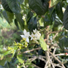 Load image into Gallery viewer, Papua New Guinea - Jiwaka Arufa