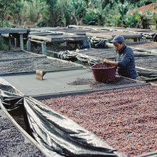 Load image into Gallery viewer, Costa Rica Don Eli - Cup of Excellence