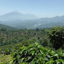Load image into Gallery viewer, guatemala Huehuetenanago coffee origin coffee plants, coffee trees volcanic soil