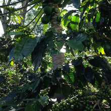 Load image into Gallery viewer, Coffee cherries grow under the shade