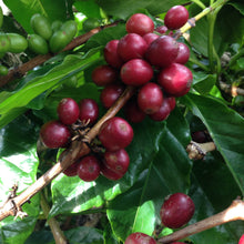 Load image into Gallery viewer, Sumatra Gayo Washed
