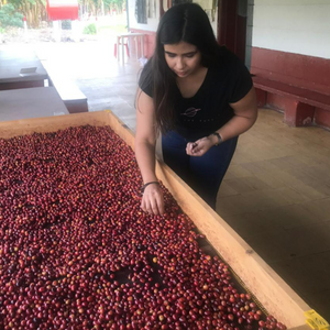 Colombia Quindio - Women's Coffee (IWCA)