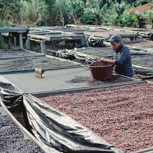 Costa Rica Don Eli - Cup of Excellence 2021