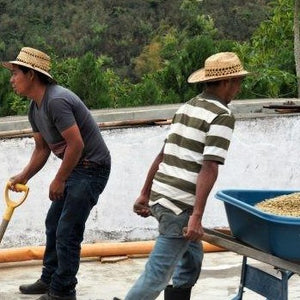 Guatemala Huehuetenango - Fully Washed