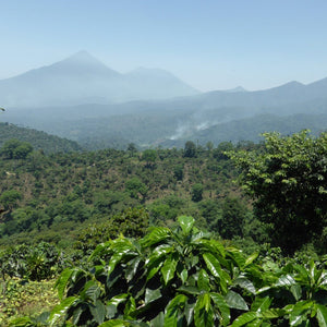 guatemala Huehuetenanago coffee origin coffee plants, coffee trees volcanic soil