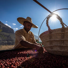 Load image into Gallery viewer, coffee farmers from yemen 
