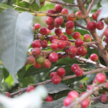 Load image into Gallery viewer, mexico chiapas specialty coffee coffee cherries, coffee tree
