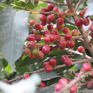 mexico chiapas specialty coffee coffee cherries, coffee tree