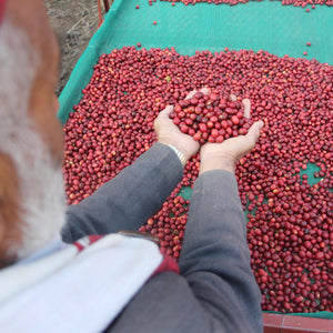 specialty grade Yemen coffee. premium quality beans  from Al Shat Yemen. yemen anis specialty coffee beans 