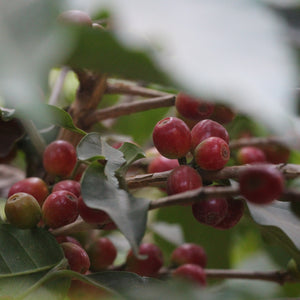 Yemen specialty coffee , coffee tree, coffee cherries 
