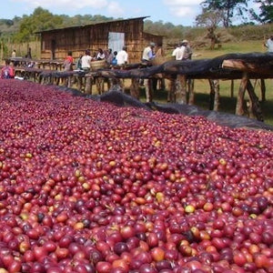 Ethiopia Yirgacheffe Koke coffee anaerobic fermentation 